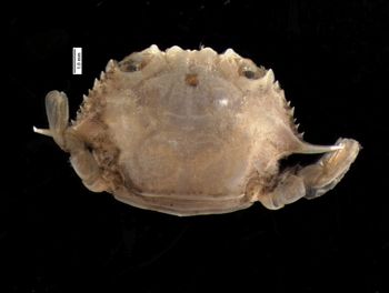 Media type: image; Invertebrate Zoology CRU-4290